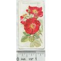 1912 Wills Roses No. 18 Meg Merrilies