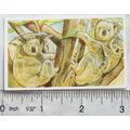 Brooke Bond Going Wild No. 25 Koala, Wildlife S...