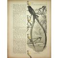 Lyre-Tailed Nightjar, Natural History Book Illu...