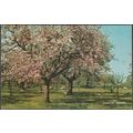 A Kentish Orchard, c.1960s - Salmon Postcard
