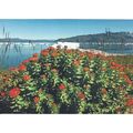 BET.G528: Rhodiola rosea, South Greenland
