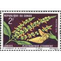 CONGO REP., FLOWER, Plectranthus decurrens, red...