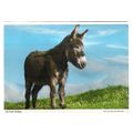 A YOUNG DONKEY unused postcard by John Hinde.. #