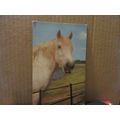 WHITE HORSE'S HEAD used vintage postcard by J. ...