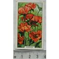 1938 Gallaher's Garden flowers No. 34 Poppies