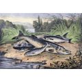 RIVER FISH 1890 Salmon, Pike, Barbel, Trout, Gu...