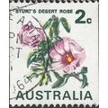 AUSTRALIA, FLOWER, Sturt's Desert Rose, white 1...