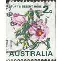 AUSTRALIA, FLOWER, Sturt's Desert Rose, white 1...
