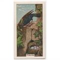 British Birds & their nests Sunlight soap tradi...