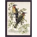 WHITE FRONTED BEE - EATER BIRD - SOUTH AFRICA USED