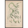 ROUGH BROME-GRASS 1872 John Edward Sowerby PLAN...
