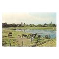 NEW FOREST PONIES, used vintage postcard 1975 p...