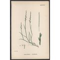 SEA HARD-GRASS 1872 John Edward Sowerby PLANT P...