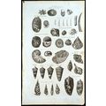 SHELLS 1788 Limpets, Cochleae, Volutae, Nautilu...