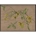 WILD CLEMATISES 1894 A.F. Hayward - Guillaume S...