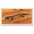 1972 Brooke Bond Tea card Prehistoric Animals C...