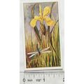 Vintage: Dutch card Jac. P. Thijsse, Lente No. ...