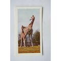 1958 Horniman's Tea card Wild animals No. 42 Gi...
