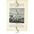 Ibiza, Balearic Islands, Spain, Book Illustrati...