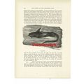 Chimaera, Animal Book Illustration (Print), c1916
