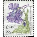 EIRE, FLOWER, Butterwort, Pinguicula grandiflor...