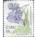 EIRE, FLOWER, Butterwort, Pinguicula grandiflor...