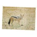JACKAL, KRUGER NATIONAL PARK, SOUTH AFRICA used...