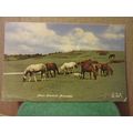 NEW FOREST PONIES, used postcard by F Frith. 19...