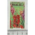 1938 Gallaher's Garden flowers No. 8 Gladiolus