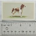 1979 Grandee Top Dogs Card No. 13 English Sprin...
