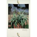 Agapanthus, Mark Gertler, Book Illustration (Pr...
