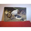 CHICKS used antique postcard by Ernest Nister 1...