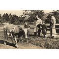 Duke Of Edinburgh Balmoral Cow Cattle Farming W...