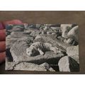 James Gibson Postcard - Baby Seal pup - Nature ...
