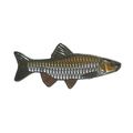 Chub Freshwater Fish Angling Fisherman Pin Angl...