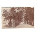 Swaffham Avenue Postcard 1905 RP Norfolk