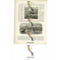 Flying Fish & Scissor Bills, Florida, USA, Book...