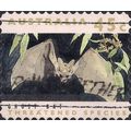 AUSTRALIA, MAMMALS, Ghost Bat, Macroderma gigas...