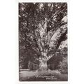 The Knightwood Oak New Forest Postcard RP Hamps...