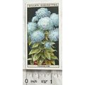 1925 Wills Flower Culture in Pots No. 48 Trache...