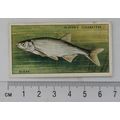 1933 Players Fresh-water Fishes, pink back No. ...