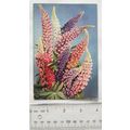1964 postcard Russell Lupin Flower