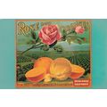 Rose Oranges Redlands Orange Fruit Growers Assoc Postcard