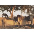Kutch Farm Western India Cattle & Crafts Postcard