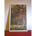 DUTCH WOODLAND SCENE, NETHERLANDS used postcard...