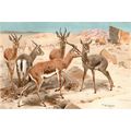 DORCAS GAZELLE 1894 Friedrich Wilhelm Kuhnert V...
