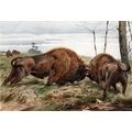 EUROPEAN BISON 1894 Friedrich Wilhelm Kuhnert V...
