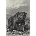 GRIZZLY BEAR 1894 Mammal - Friedrich Specht VIC...