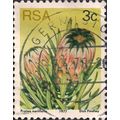 SOUTH AFRICA, FLOWERS, Protea nerifolia, yellow...