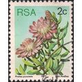 SOUTH AFRICA, FLOWERS, Protea punctata, blue 19...